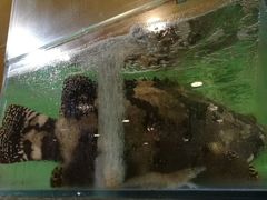 -兴旺海鲜砂煲王