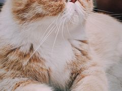 -瞄一喵猫咖(格力海岸店)