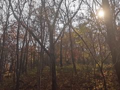 -天女山森林公园
