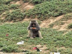 -石家庄市动物园