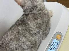 -立德24H动物医院·夜诊·转诊中心·1.5T核磁共振(海珠店)
