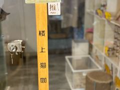 -楼上猫咖(罗湖店)