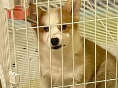 -翊宠yipet猫狗购宠庄园犬舍•猫舍