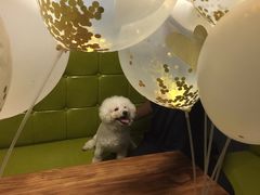 -百好乐宠物友好餐厅(朝外大街店)