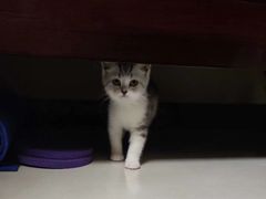-爱宠屋pet shop·宠物洗澡·宠物美容