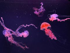 -珠海长隆海洋王国