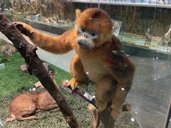 -郑州自然博物馆(惠济区)