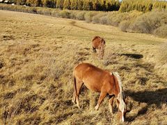 -塞罕坝国家级自然保护区