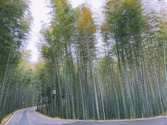 -潜山国家森林公园