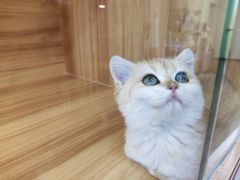 -猫十亿·布偶金渐层·曼基康矮脚猫舍(青年路店)