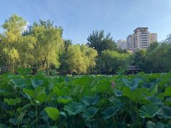 -莲湖公园
