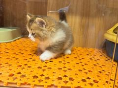 -欣宠猫屋·矮脚拿破仑·蓝金金渐层