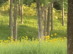 -贡湖湾湿地公园