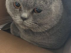 -Bastet sally猫舍购宠(静安店)