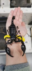 -Moni星球萌宠·小马宝莉·灵蛇·高端高阶全萌宠互动体验俱乐部(红豆国际广场店)