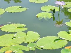 -国家植物园南园