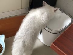 -东方名猫馆·英短金渐层布偶猫舍(环线广场1号楼店)
