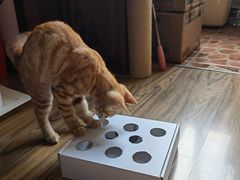 -中农国际动物医院24小时·猫科·骨科·急重症中心