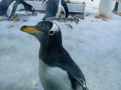 -芜湖新华联大白鲸海洋公园