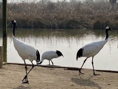 -盐城丹顶鹤湿地生态旅游区