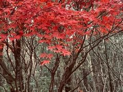 -同里国家湿地公园