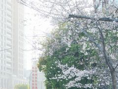 -西北湖绿化广场