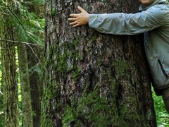 -五营红松林海景区