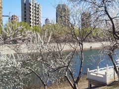 -桃花堤公园