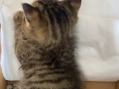 -达爱动物医院·犬猫分区·CT·复杂眼科(远洋山水分院)