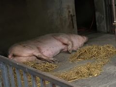 -安仁古镇