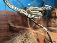 -费瑟代尔野生动物园