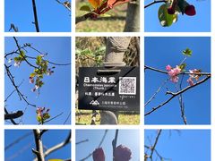 -上海共青森林公园