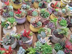 -龙大花卉苗木市场