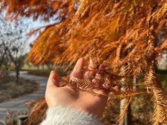 -春花秋色城市公园