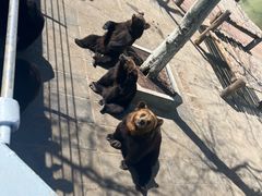 -西霞口神雕山野生动物世界