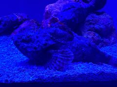 -上海海洋水族馆