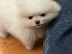 -关爱宠物医院·猫科中心·消化科(滨湖万达分院)