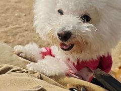 -趣玩宠物乐园寄养训犬训狗游泳池