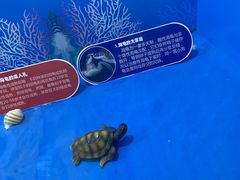 -重庆欢乐海底世界