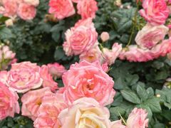 -人民公园(罗湖区)