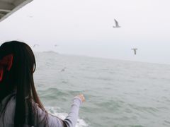 -长岛万鸟岛