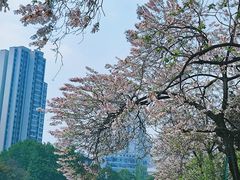 -成都市活水公园