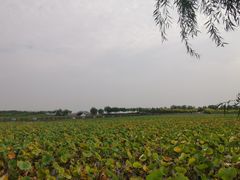 -天津东丽湖风景区