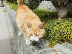 -高旻寺