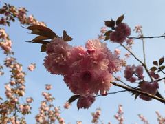 -高东镇樱花园