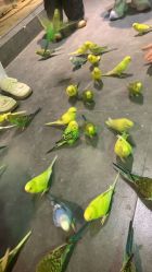 -酷嗒动物文化乐园(cutezoo西溪乐天城店)