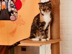 -平行世界·猫咖(首经贸店)