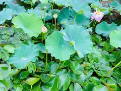 -大塘金香草谷