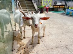 -佘山世茂艾美·御珍轩中餐厅