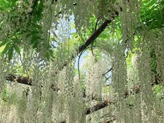 -嘉定紫藤园